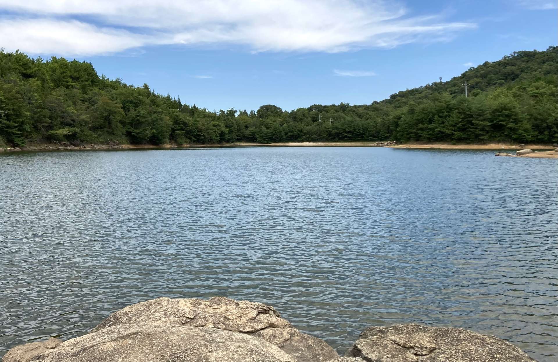 グリーンルイボスティー。