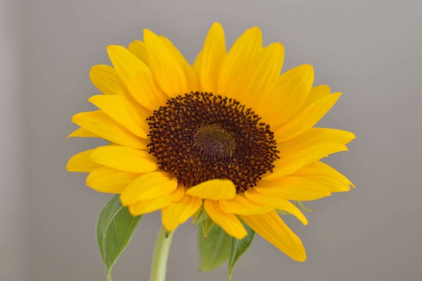 空気を読まない。